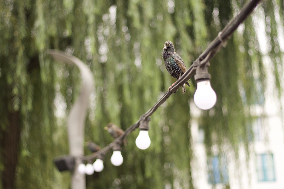 European Starling - ML646185127