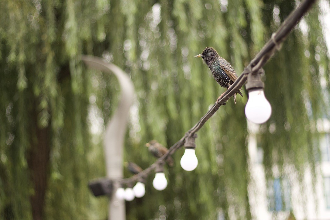 European Starling - ML646185129