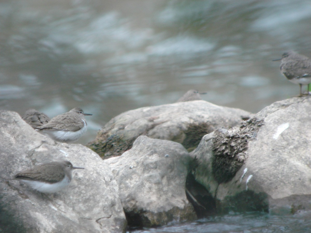 Перевозчик - ML646185130