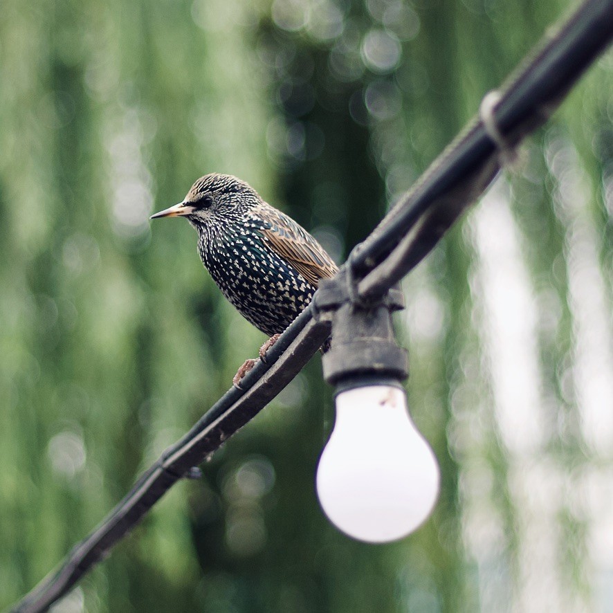 European Starling - ML646185135