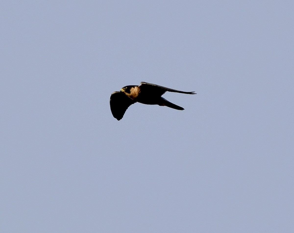 Peregrine Falcon - ML646185139