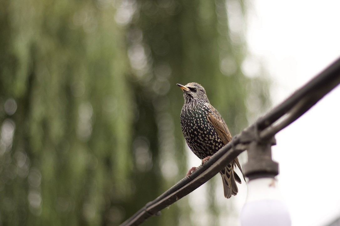European Starling - ML646185141