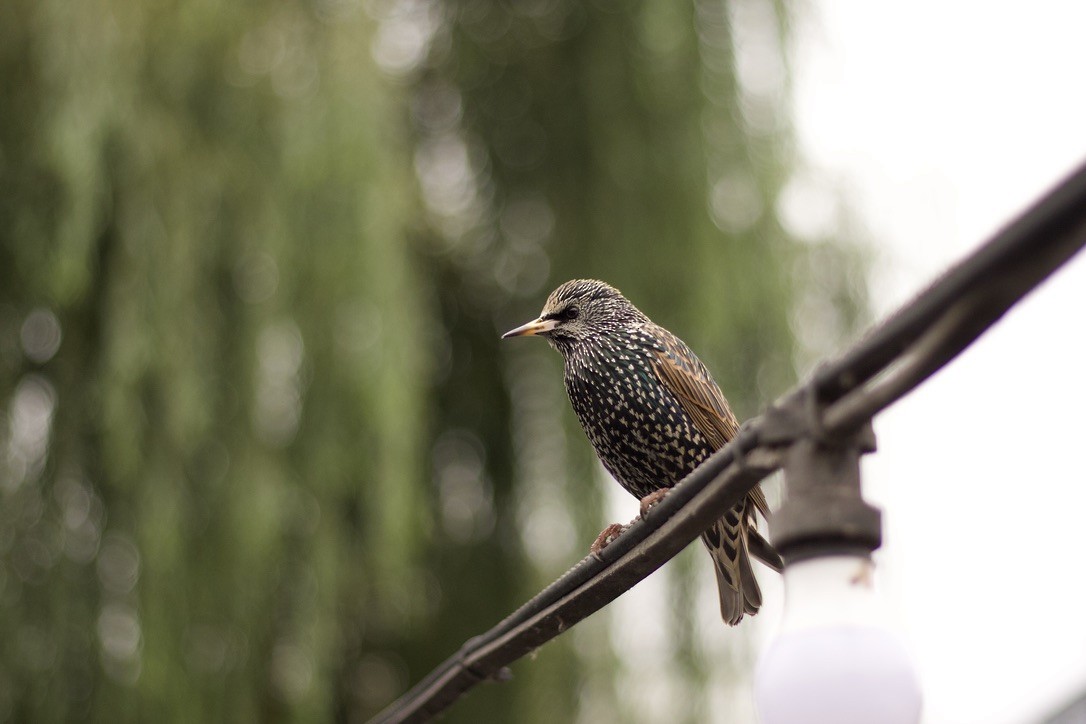 European Starling - ML646185143
