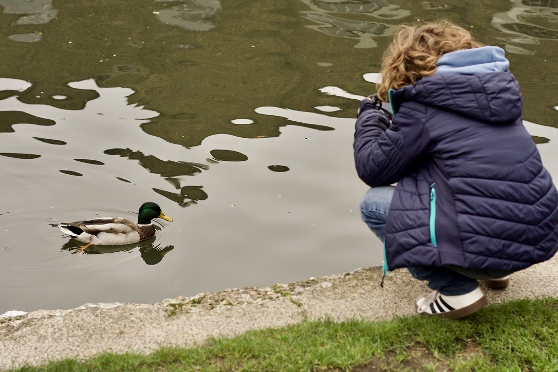 Кряква - ML646185150