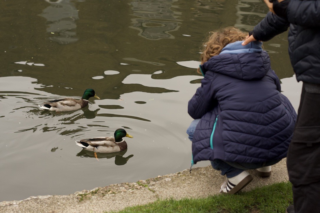 Кряква - ML646185158