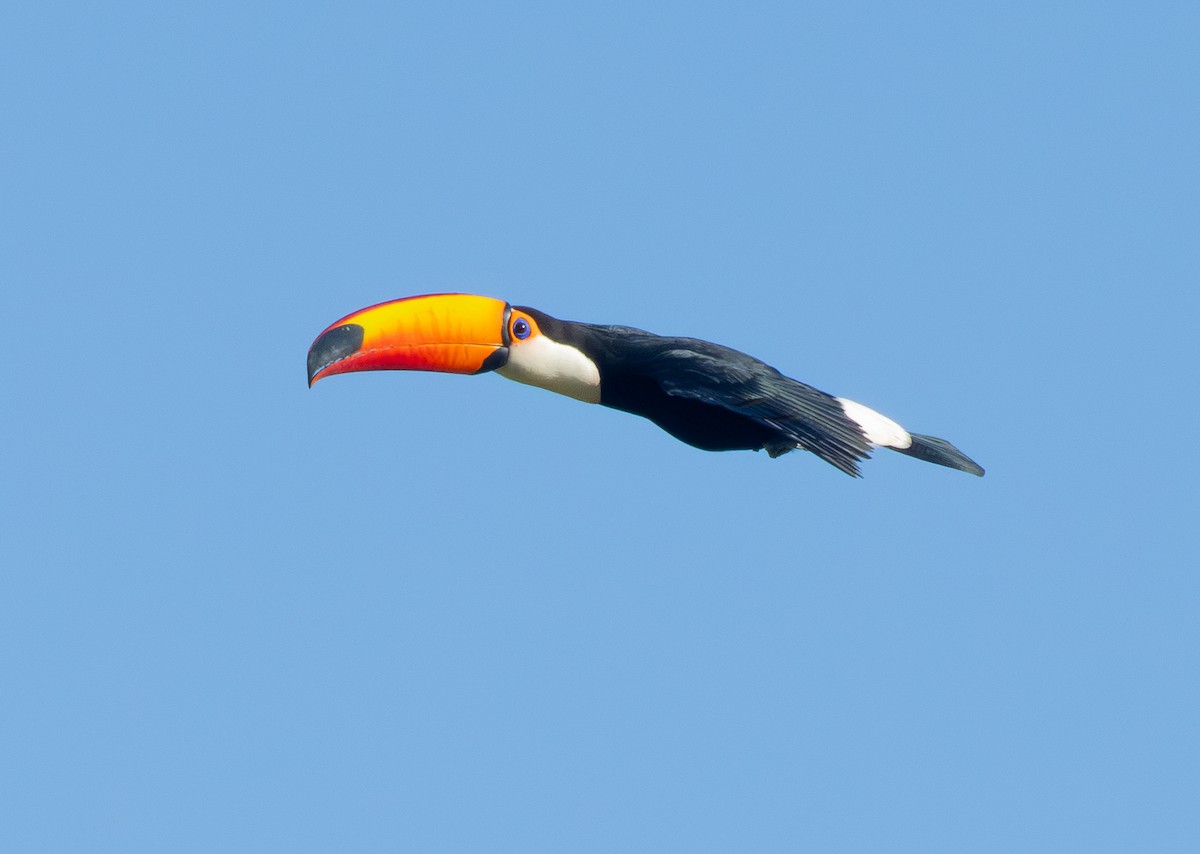 Toco Toucan - ML646185159