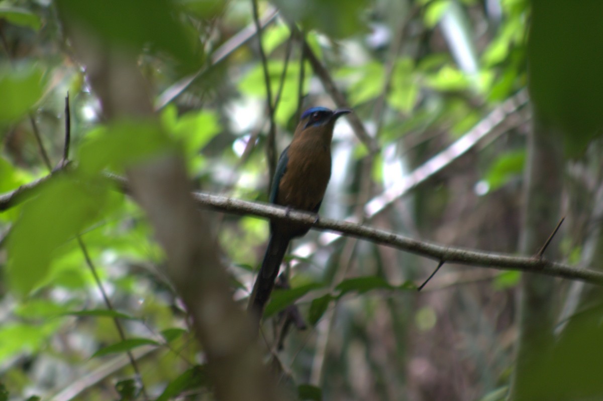 Amazonian Motmot - ML646185160
