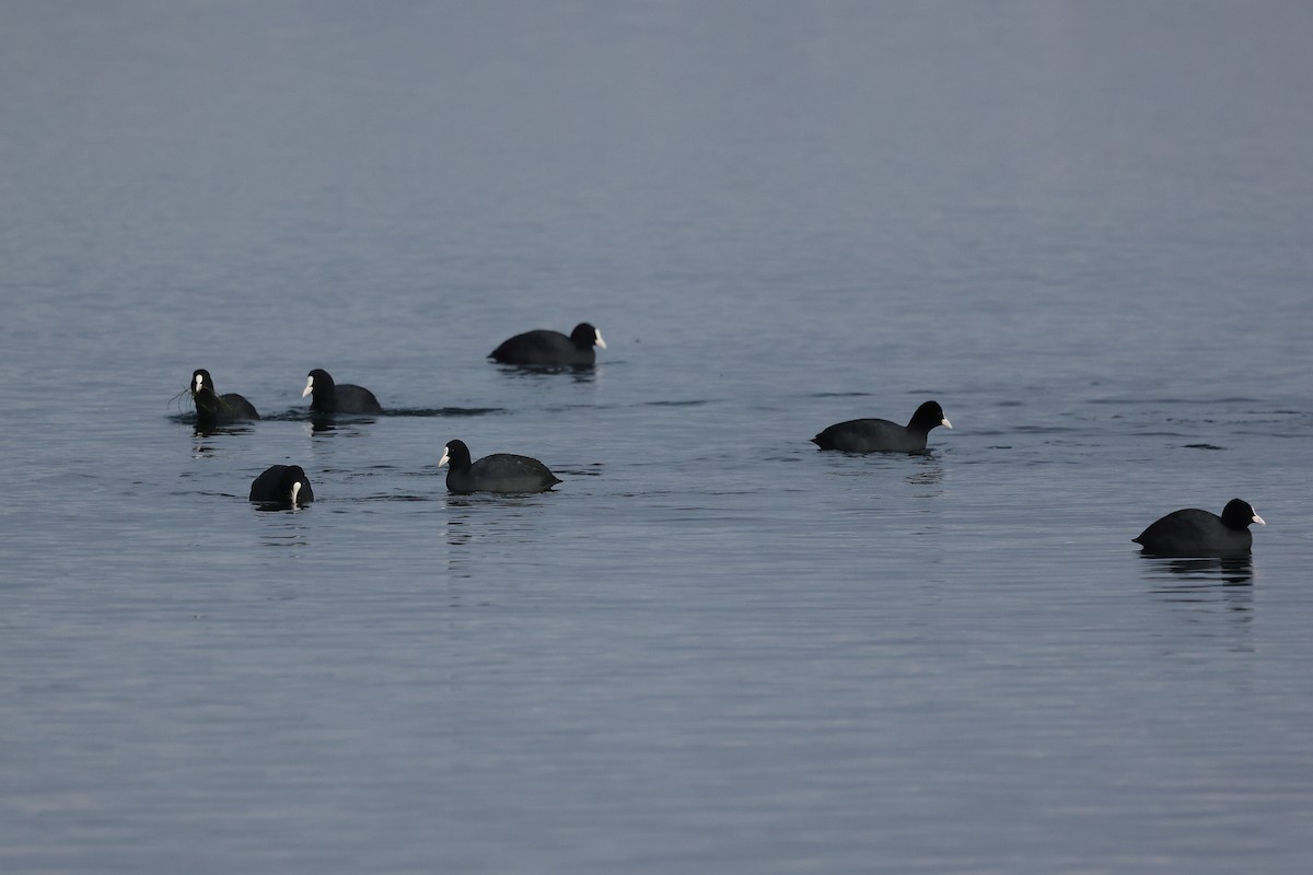 Kopetazuri arrunta - ML646185161