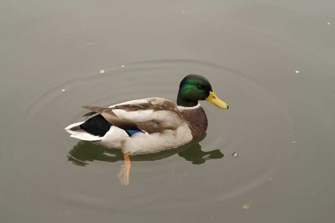 Кряква - ML646185162