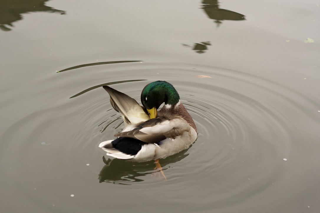 Кряква - ML646185163