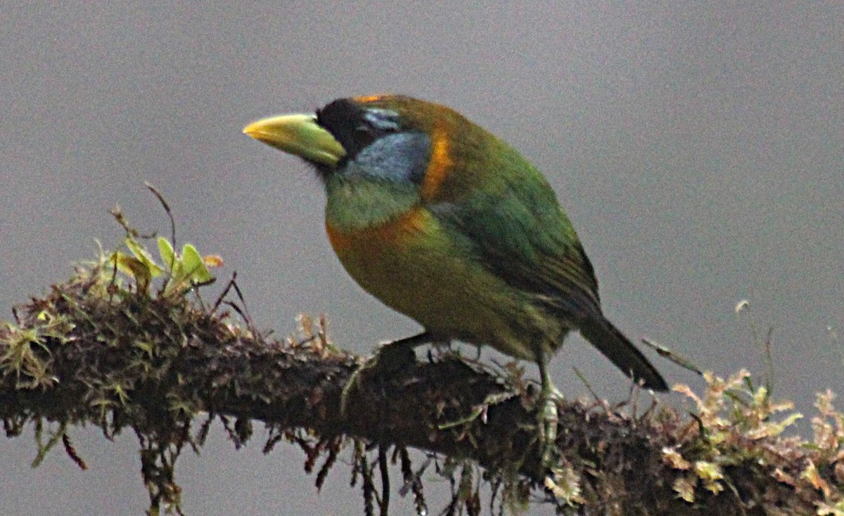 Red-headed Barbet - ML646185165