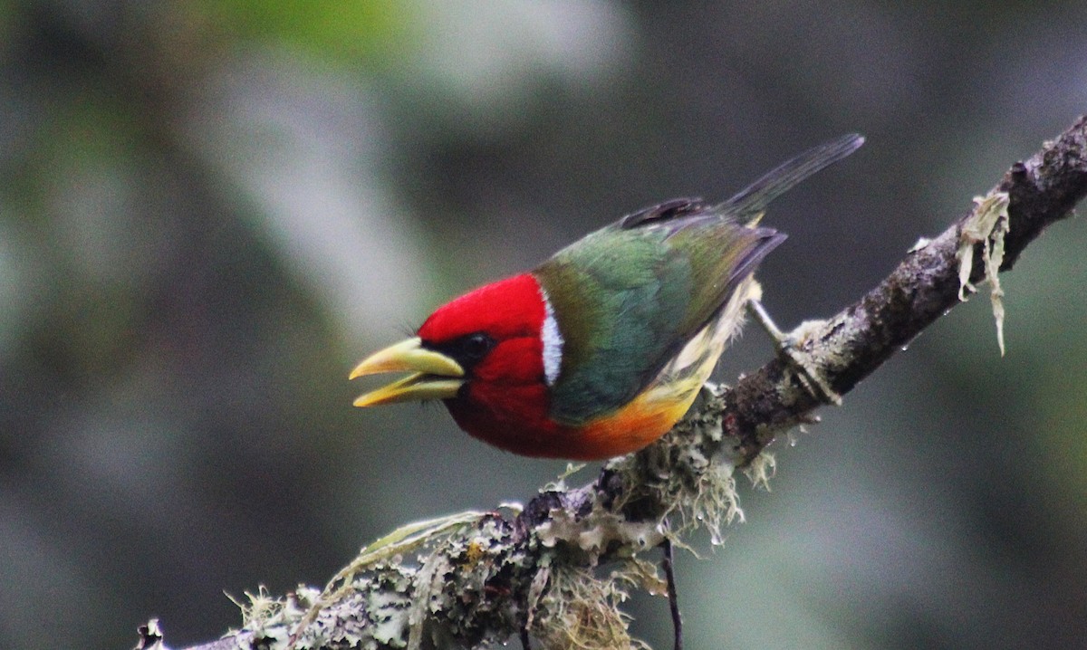 Red-headed Barbet - ML646185166