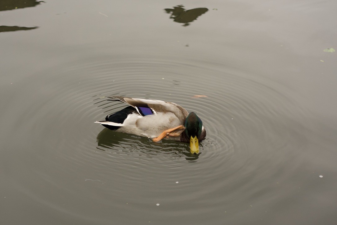 Кряква - ML646185167