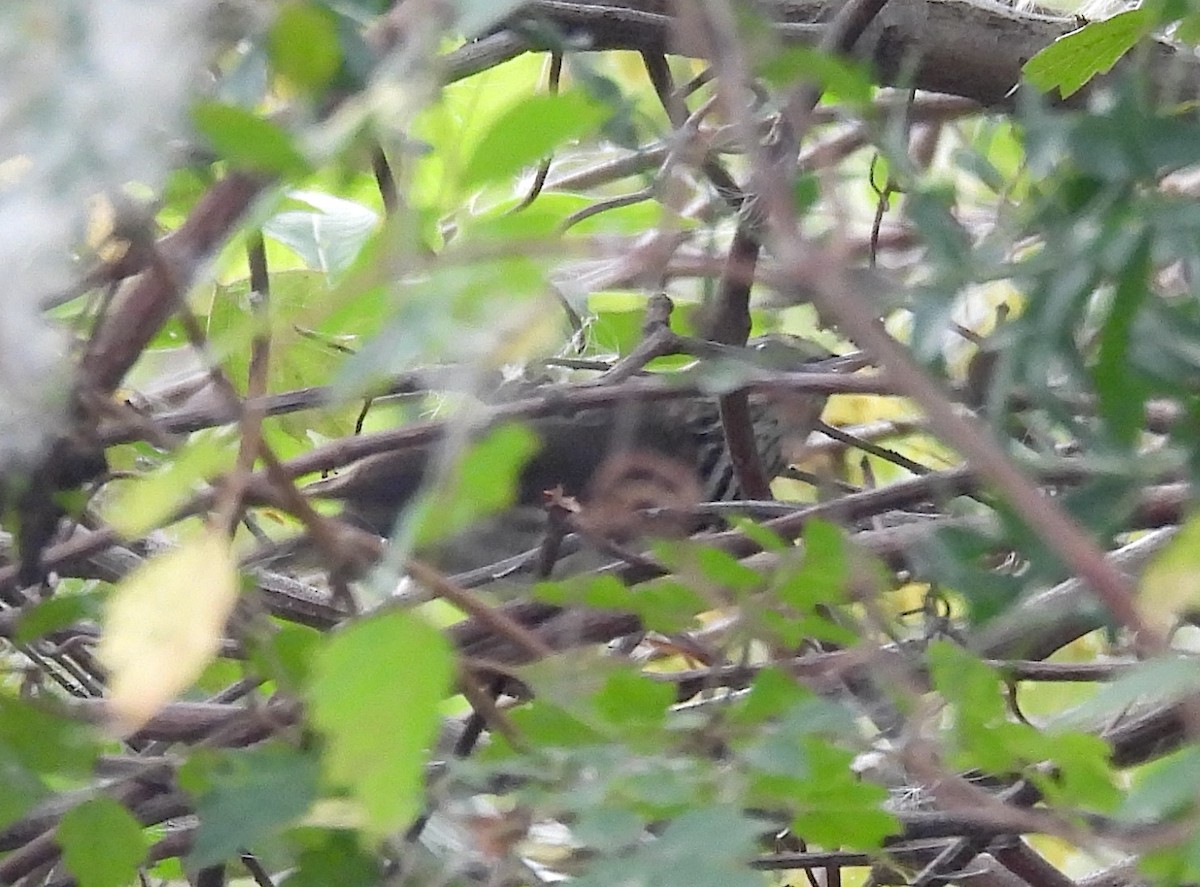 Northern Waterthrush - ML646185168