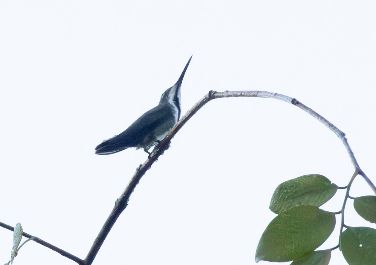 Black-throated Mango - ML646185169