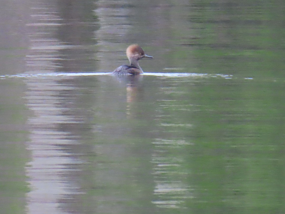 Zerra buruhandia - ML646185170