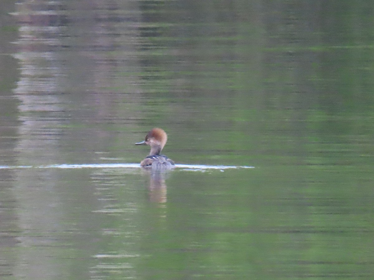 Zerra buruhandia - ML646185171