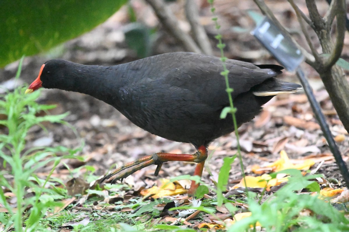 Dusky Moorhen - ML646185172