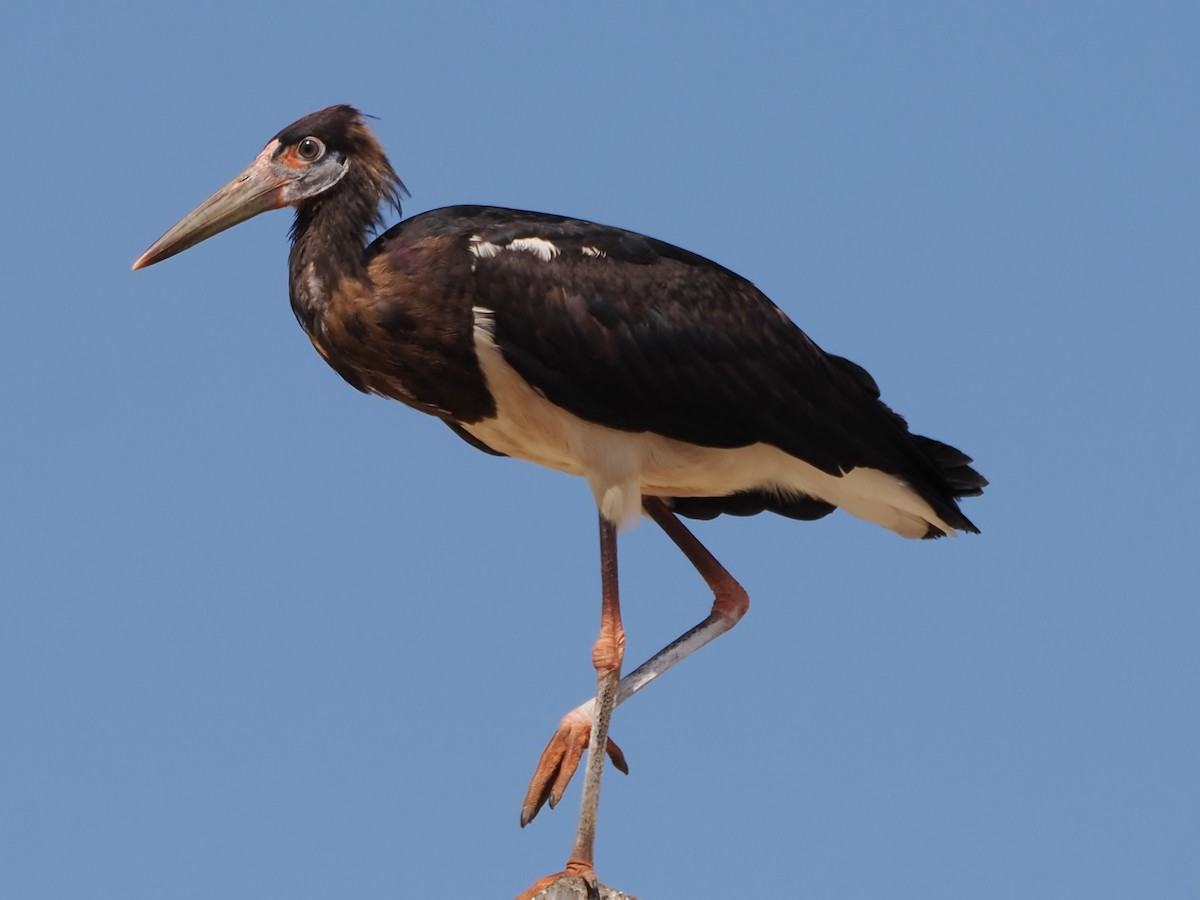 Abdim zikoina - ML646185173