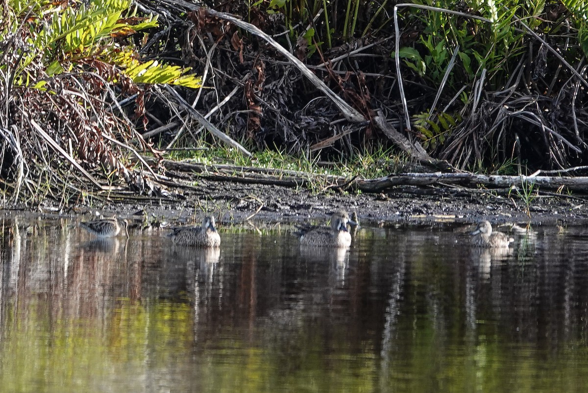 Zertzeta hegalurdina - ML646185174