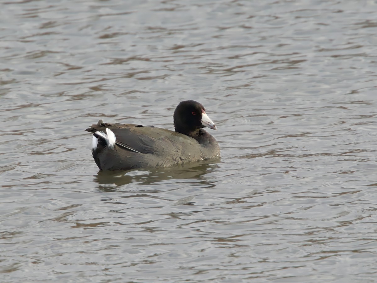 Kopetazuri amerikarra - ML646185175