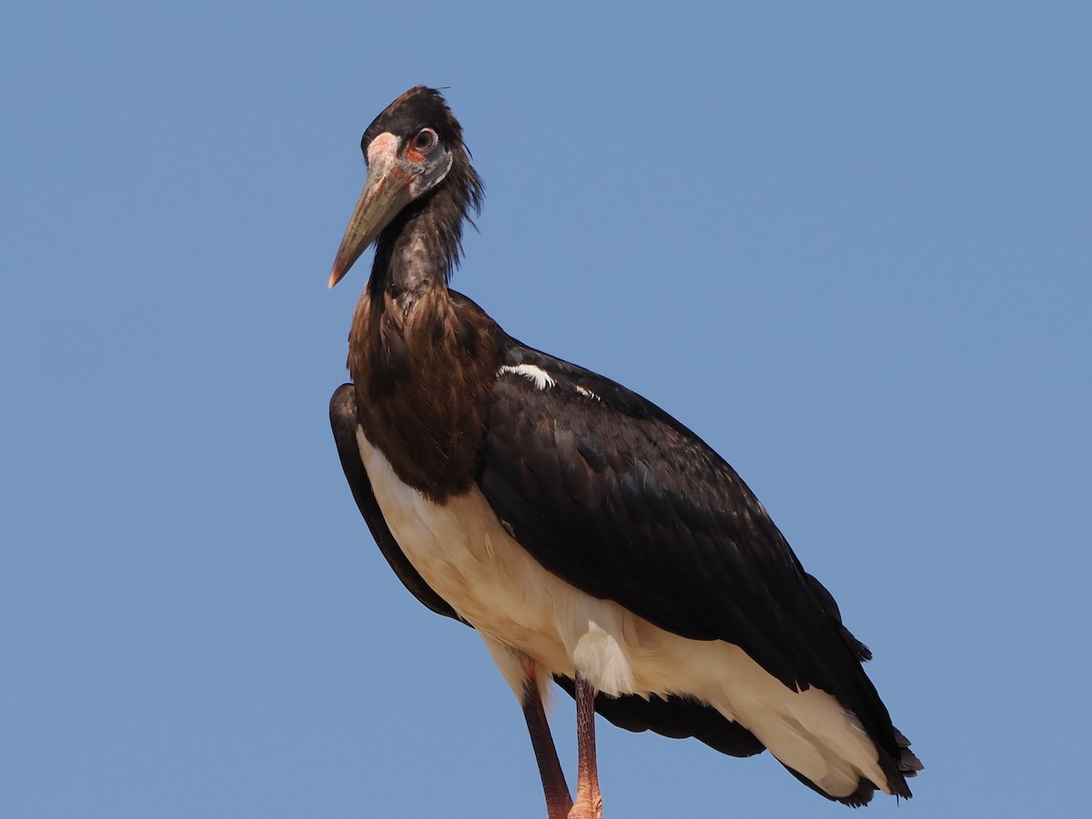 Abdim zikoina - ML646185177