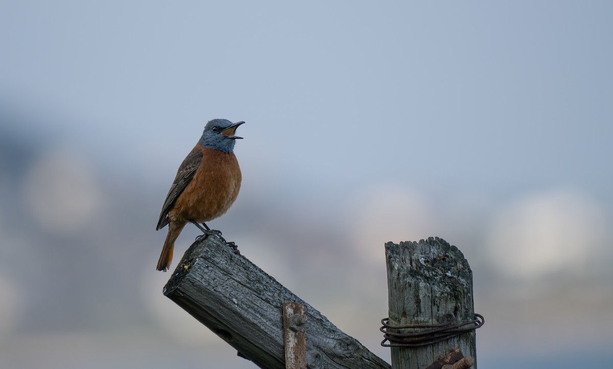 Cape Rock-Thrush - ML646185179