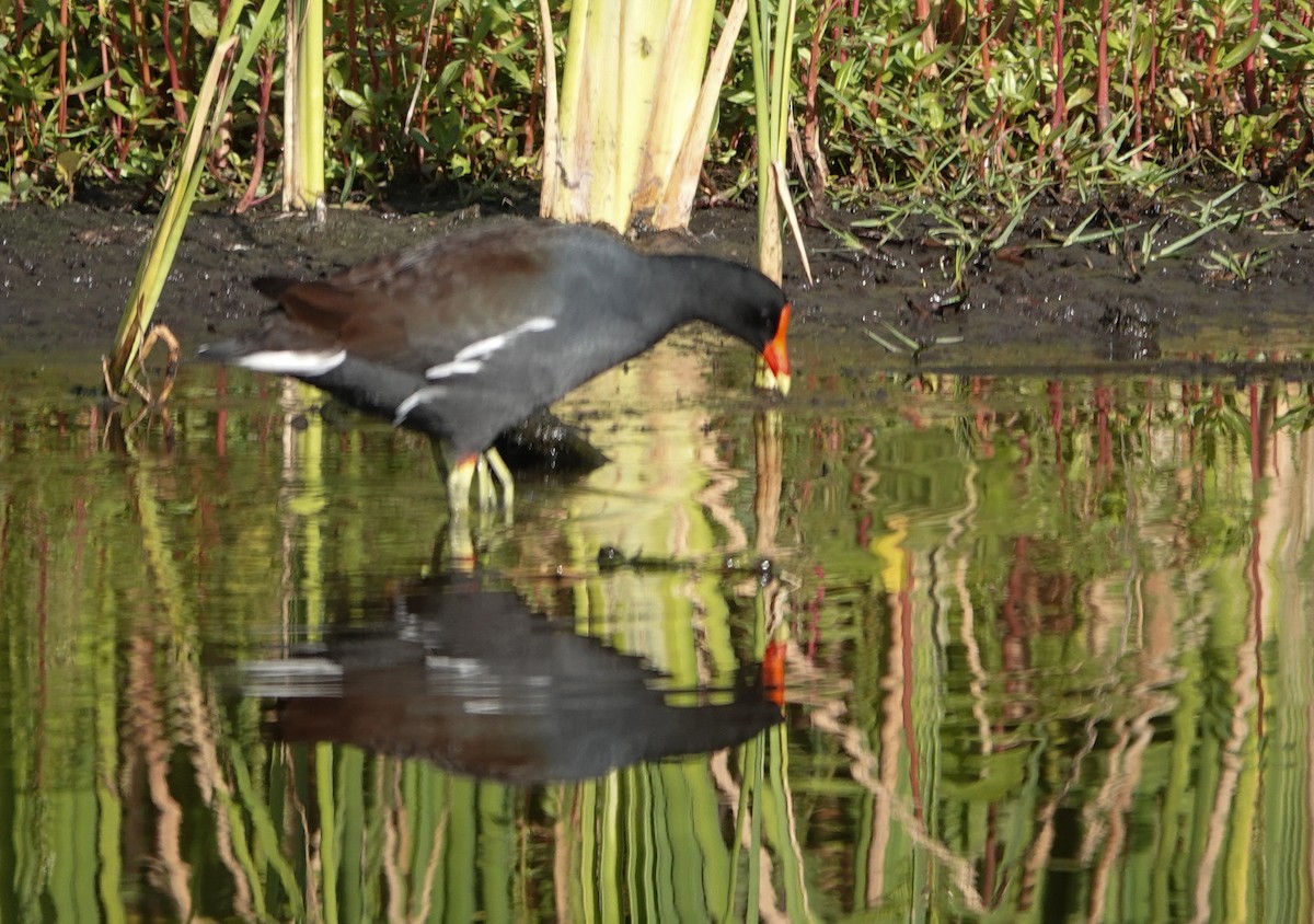 Uroilo amerikarra - ML646185185