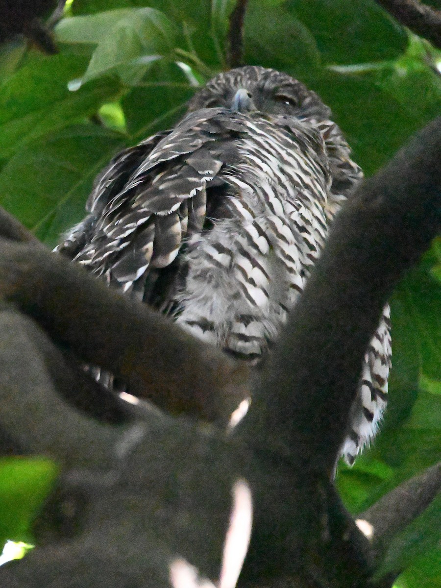 Powerful Owl - ML646185186