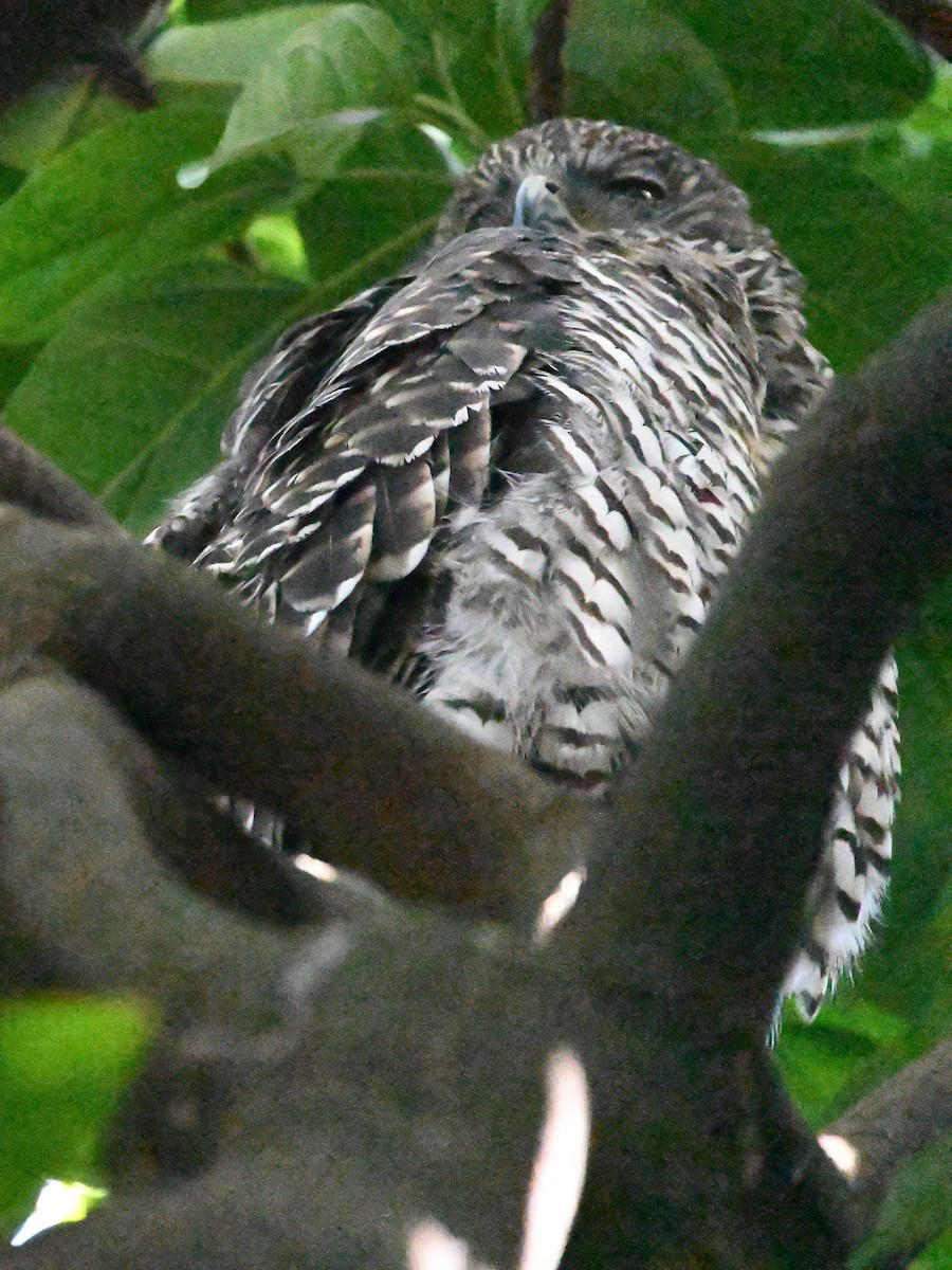 Powerful Owl - ML646185187