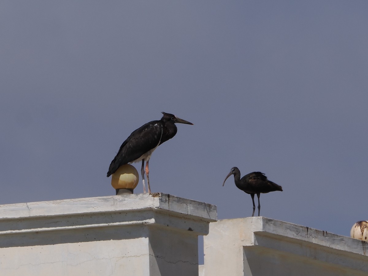 Abdim zikoina - ML646185188