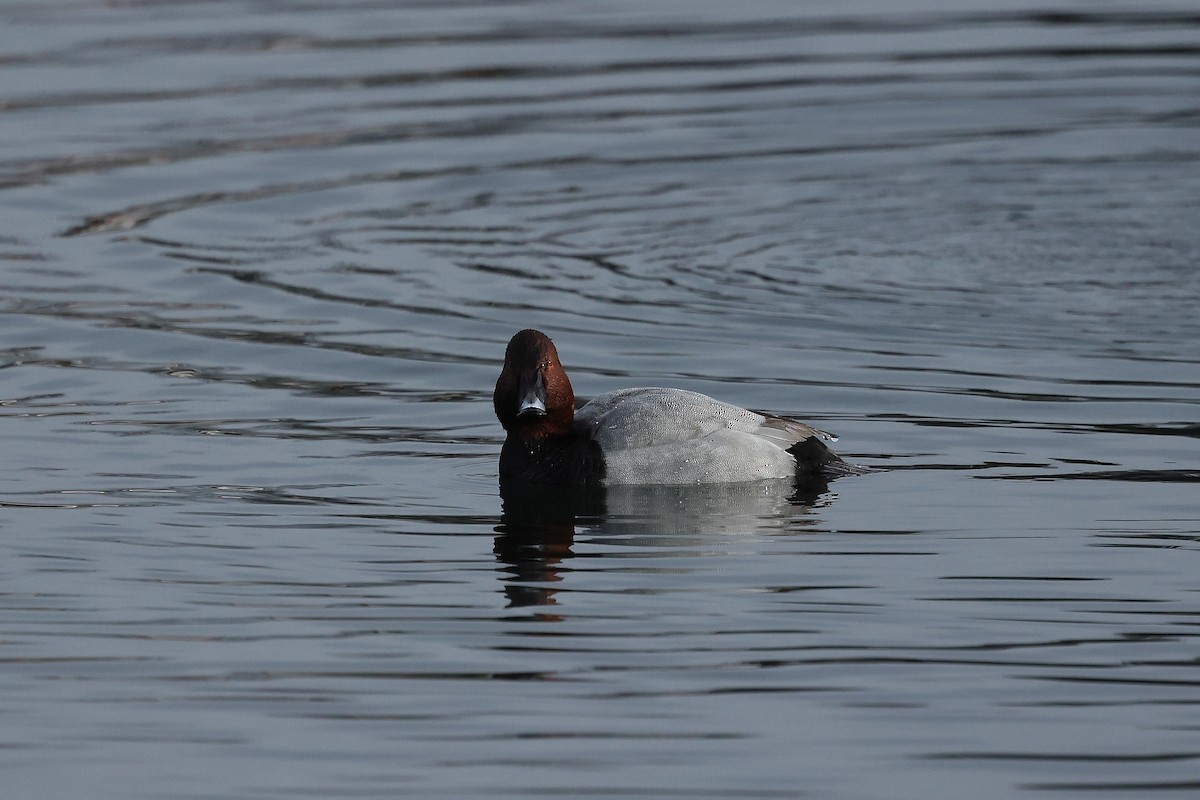 Murgilari arrunta - ML646185189