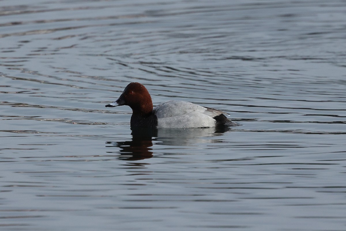 Murgilari arrunta - ML646185190