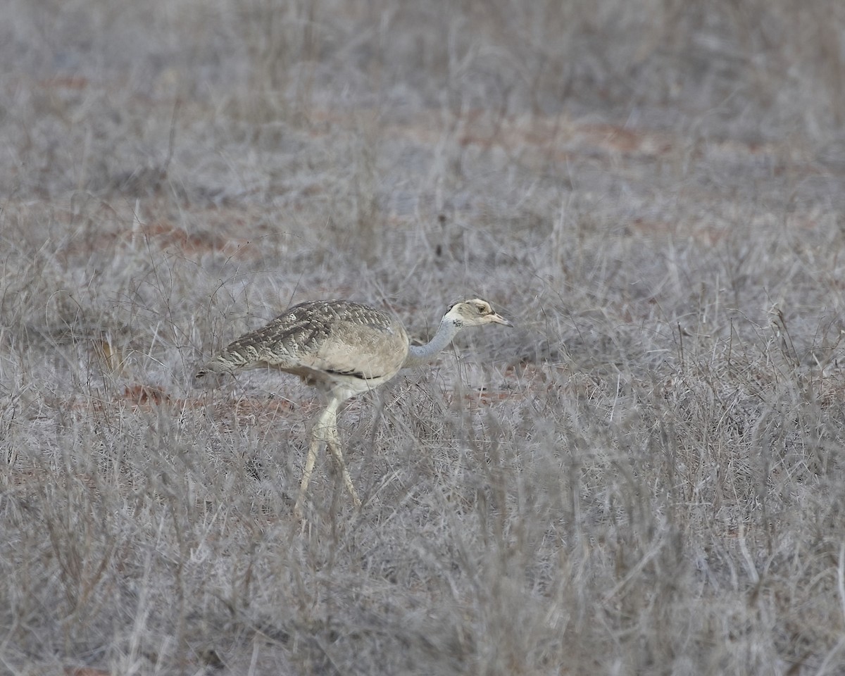 White-bellied Bustard - ML646185191