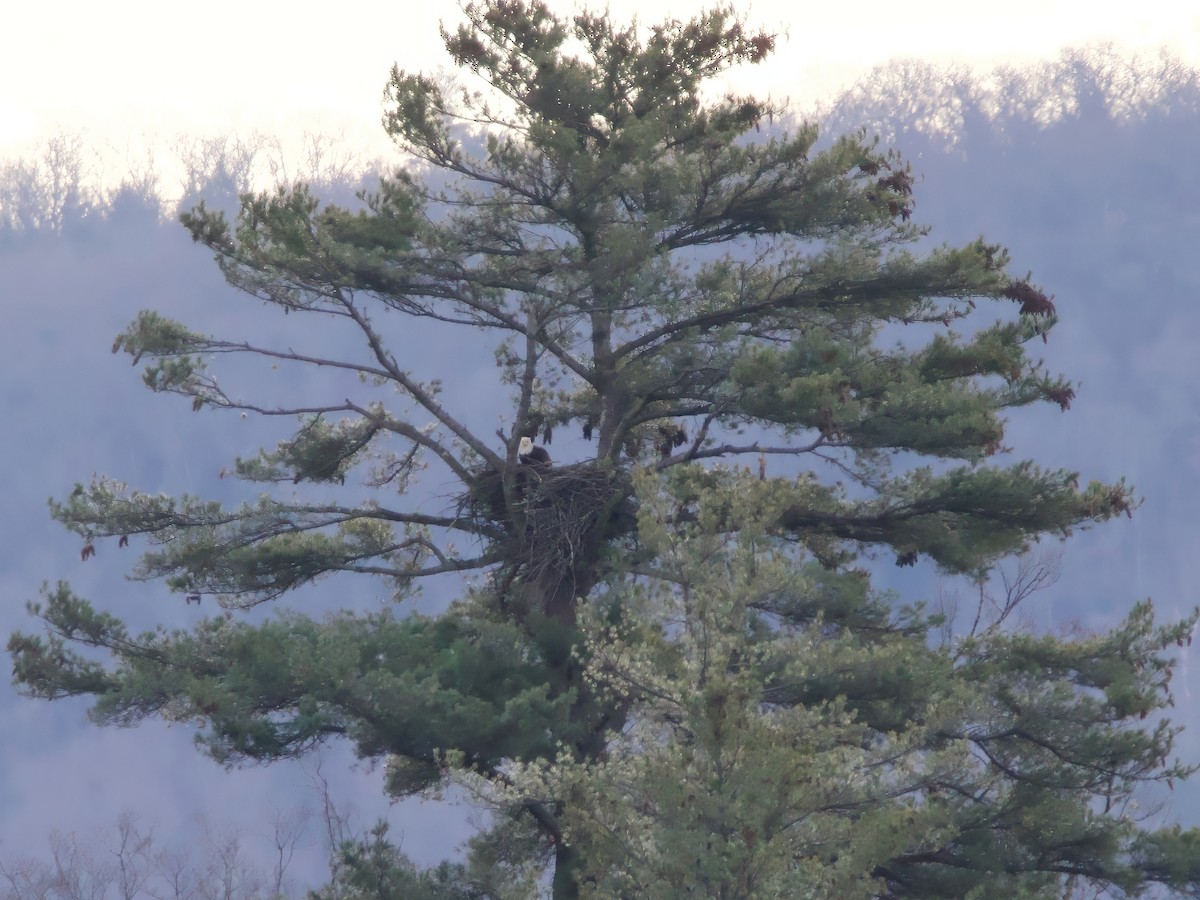 Bald Eagle - ML646185192