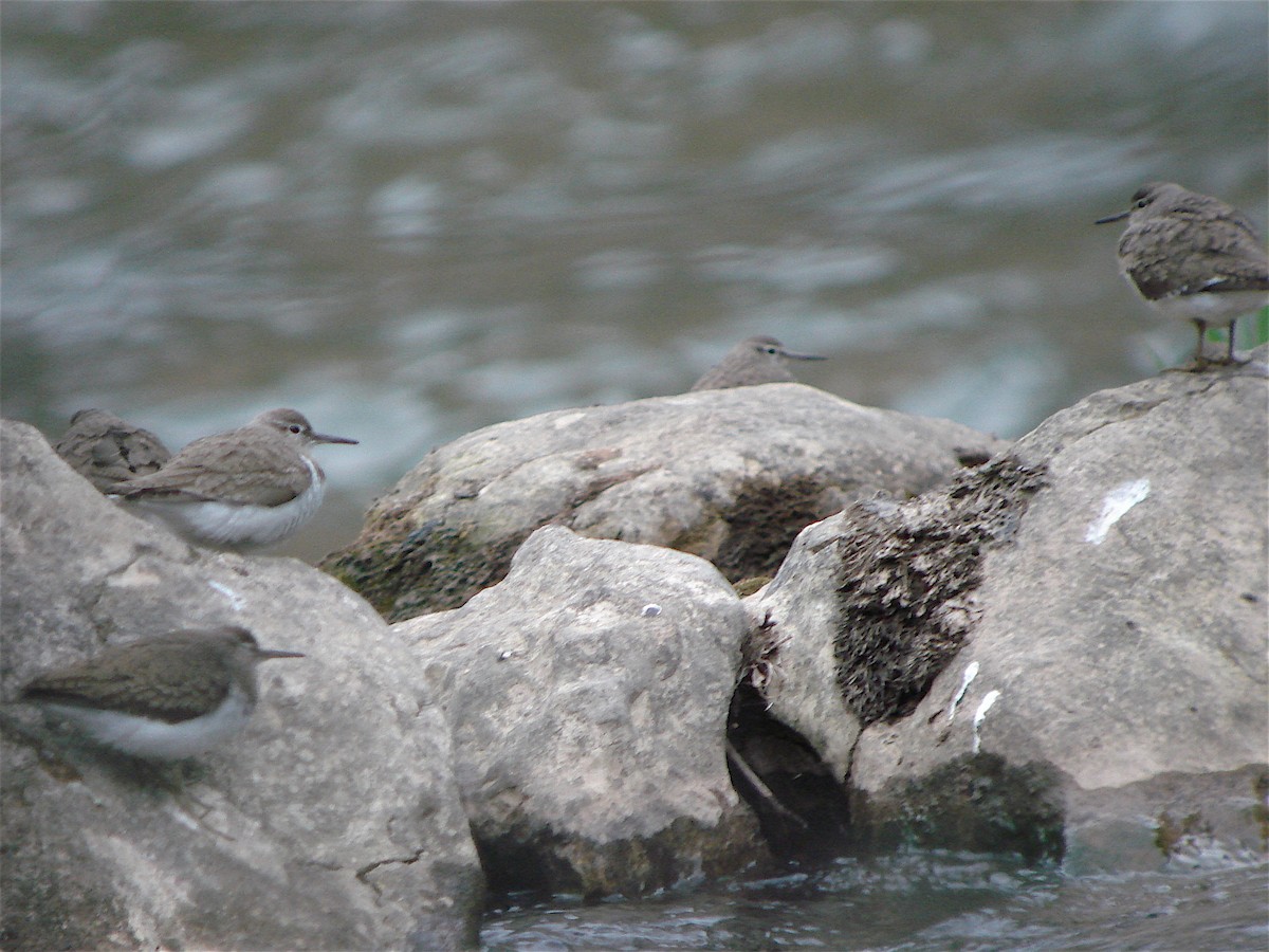 Перевозчик - ML646185204