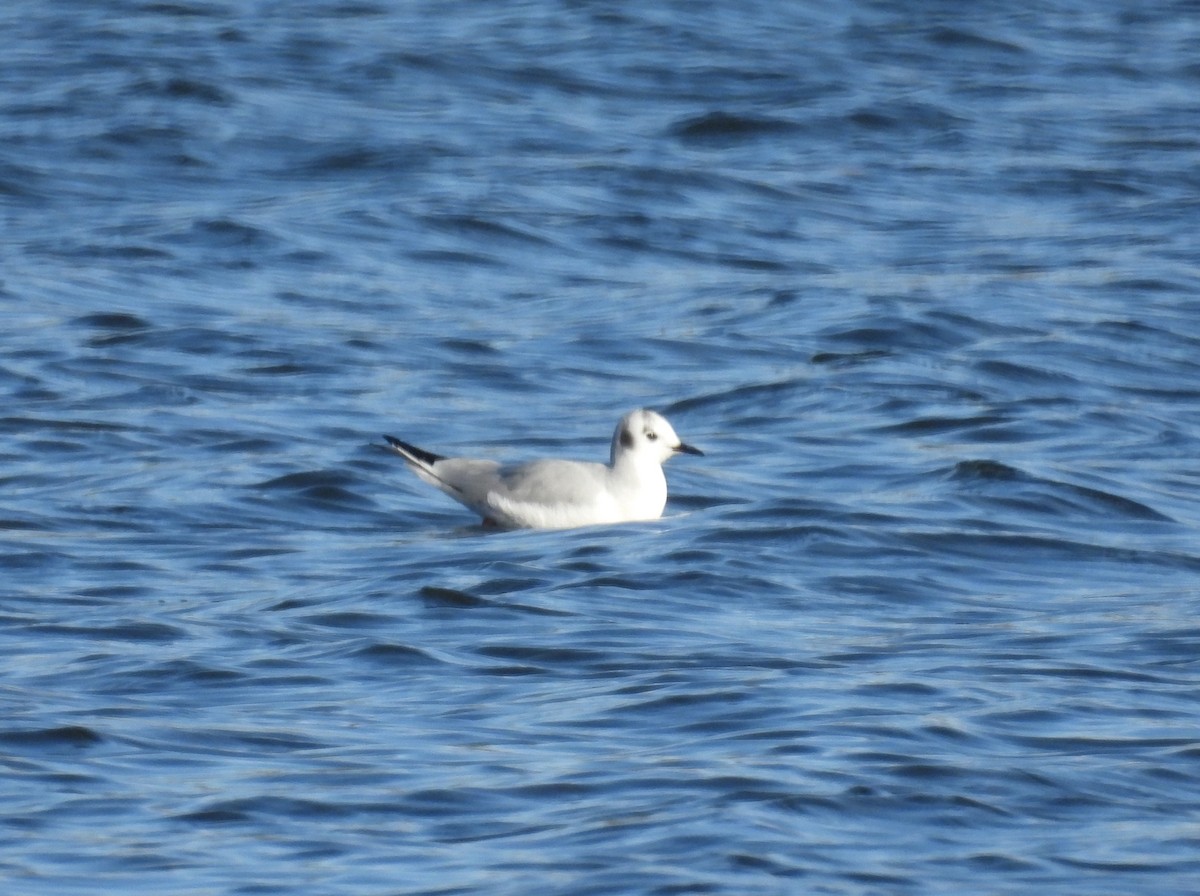 Bonaparte's Gull - ML646185213