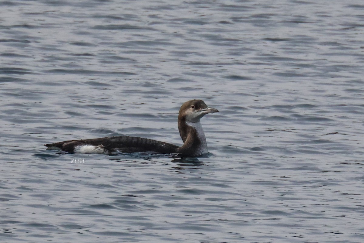 Arctic Loon - ML646185215