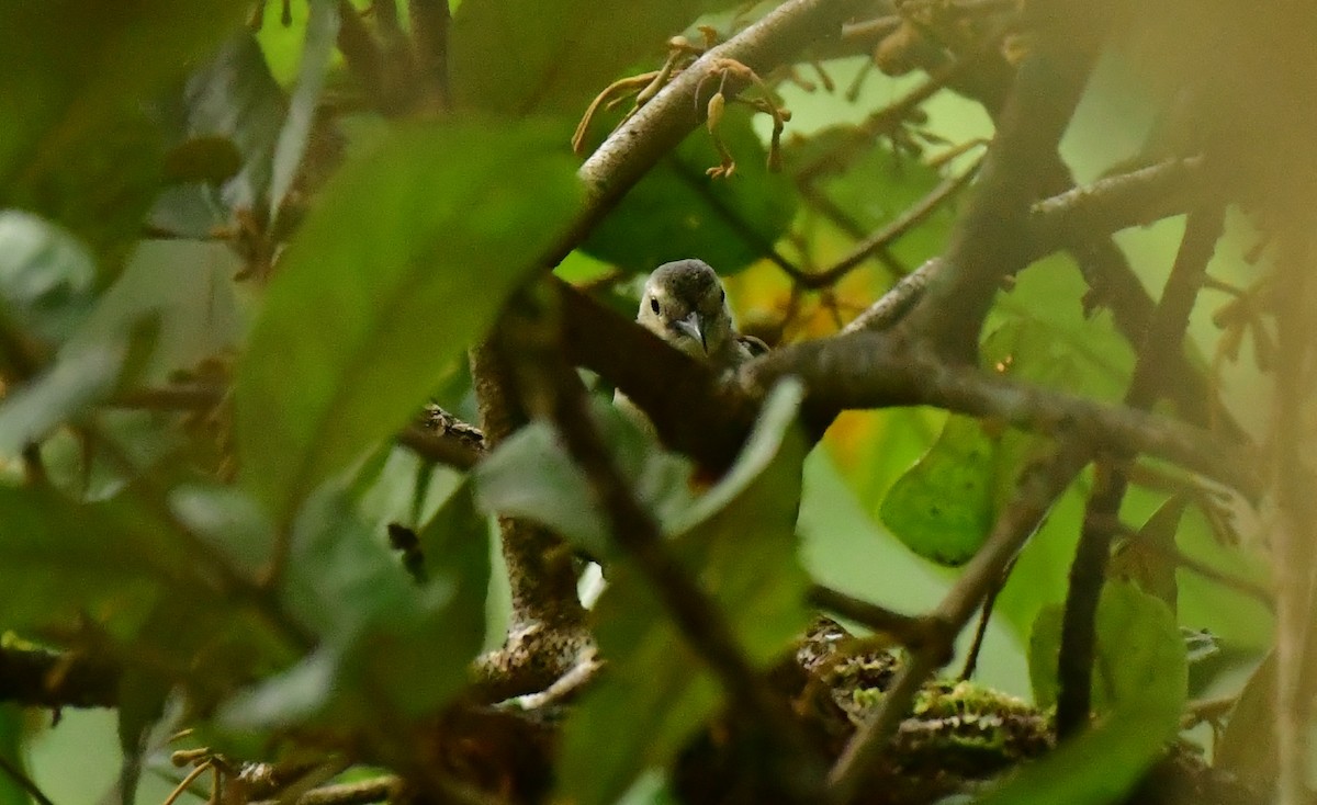 Nilgiri Flowerpecker - ML646185223