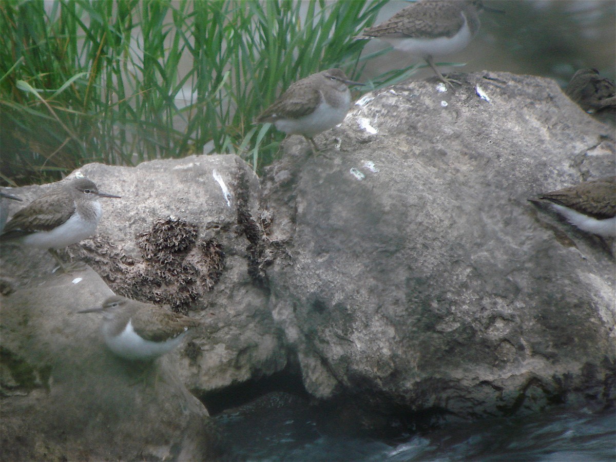 Перевозчик - ML646185231