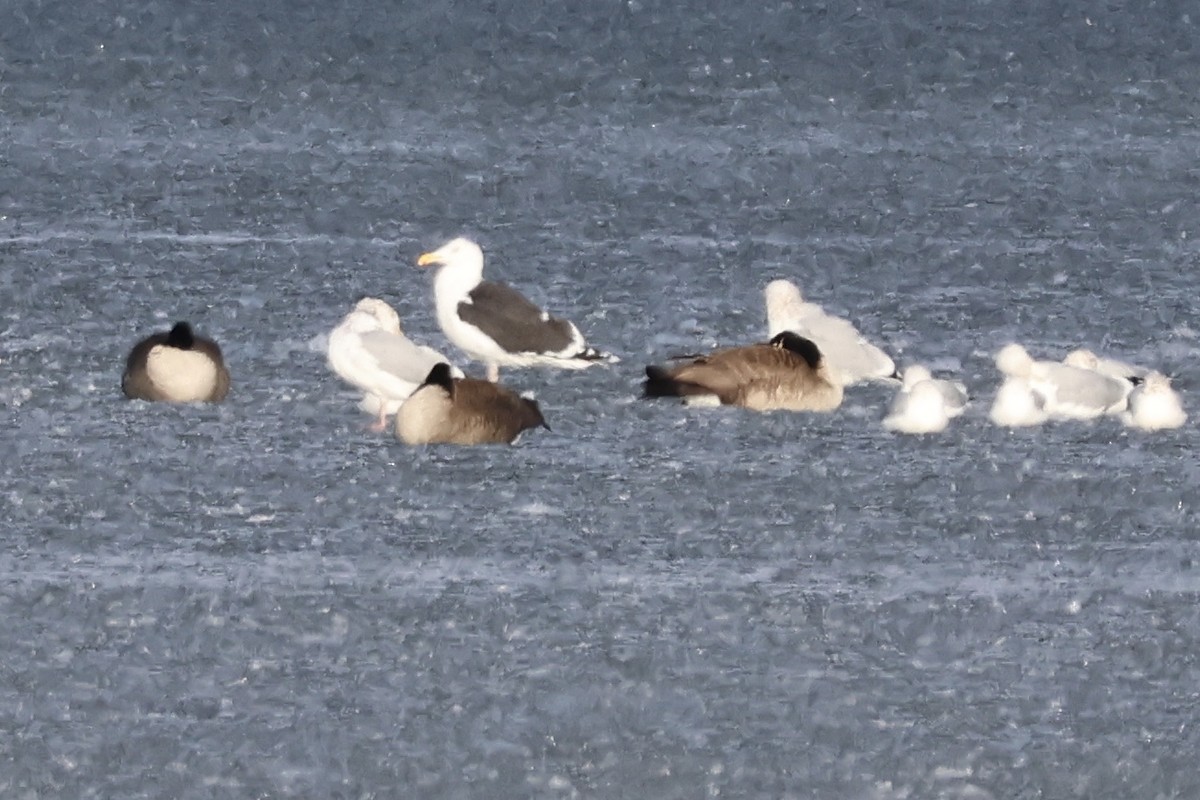 Büyük Kara Sırtlı Martı - ML646185232