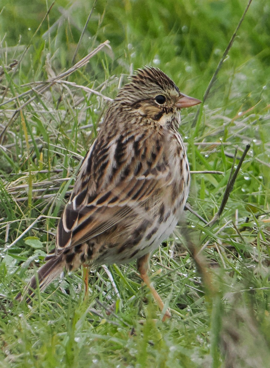 Savannah Sparrow - ML646185234