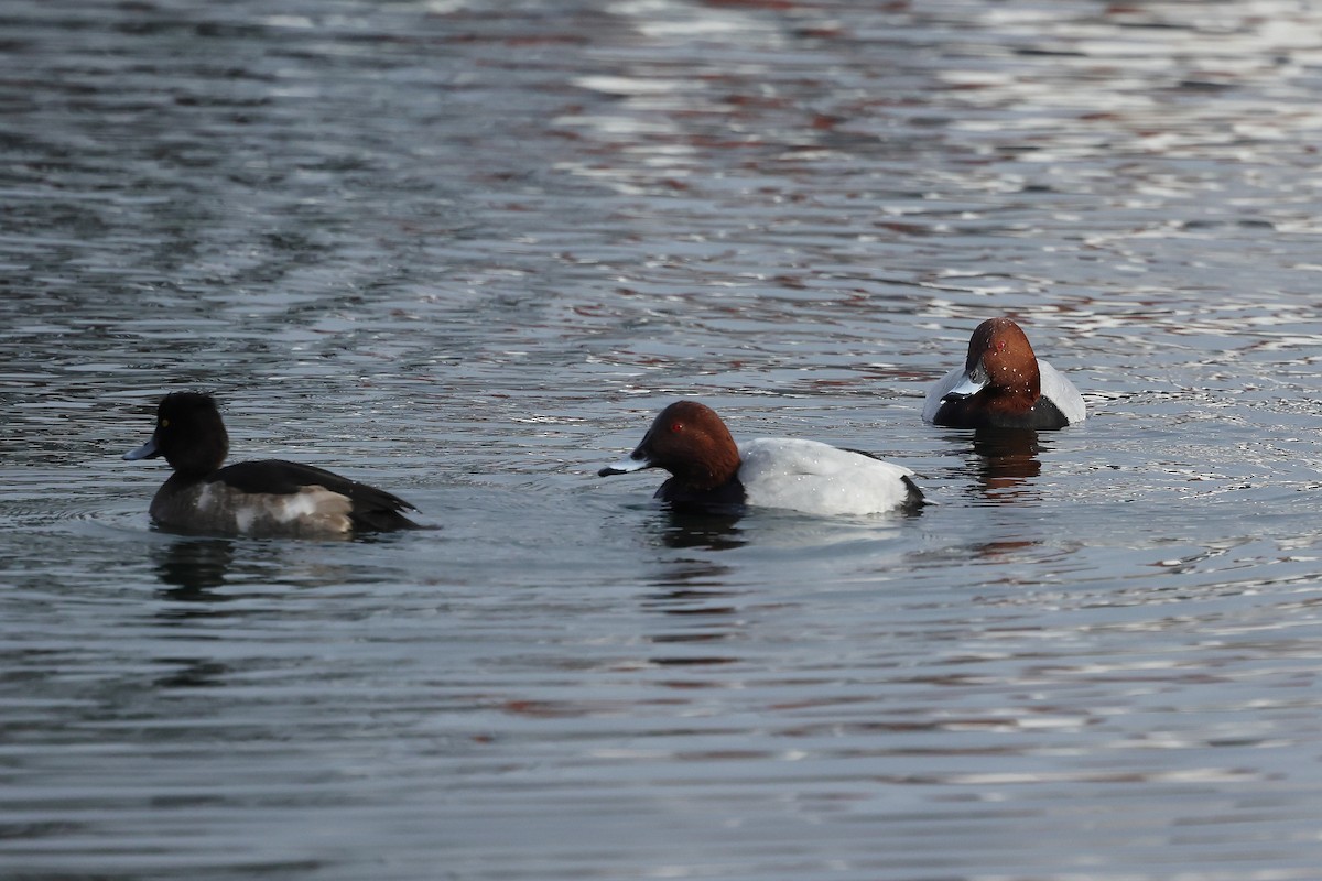 Moriglione - ML646185236