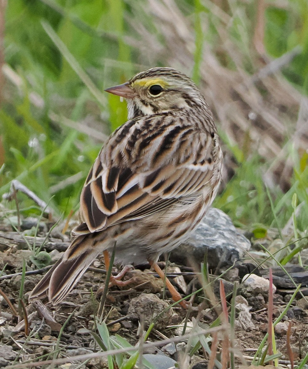 Savannah Sparrow - ML646185247