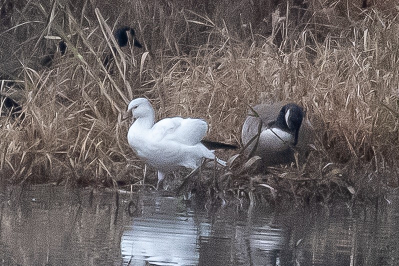 Ross's Goose - ML646185257