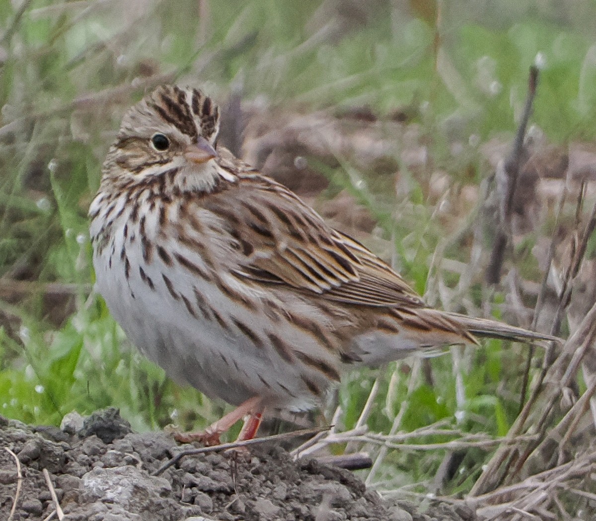 Savannah Sparrow - ML646185258