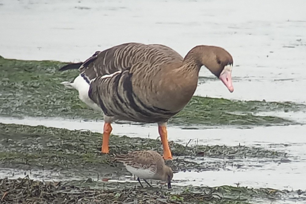 Greater White-fronted Goose - ML646185263