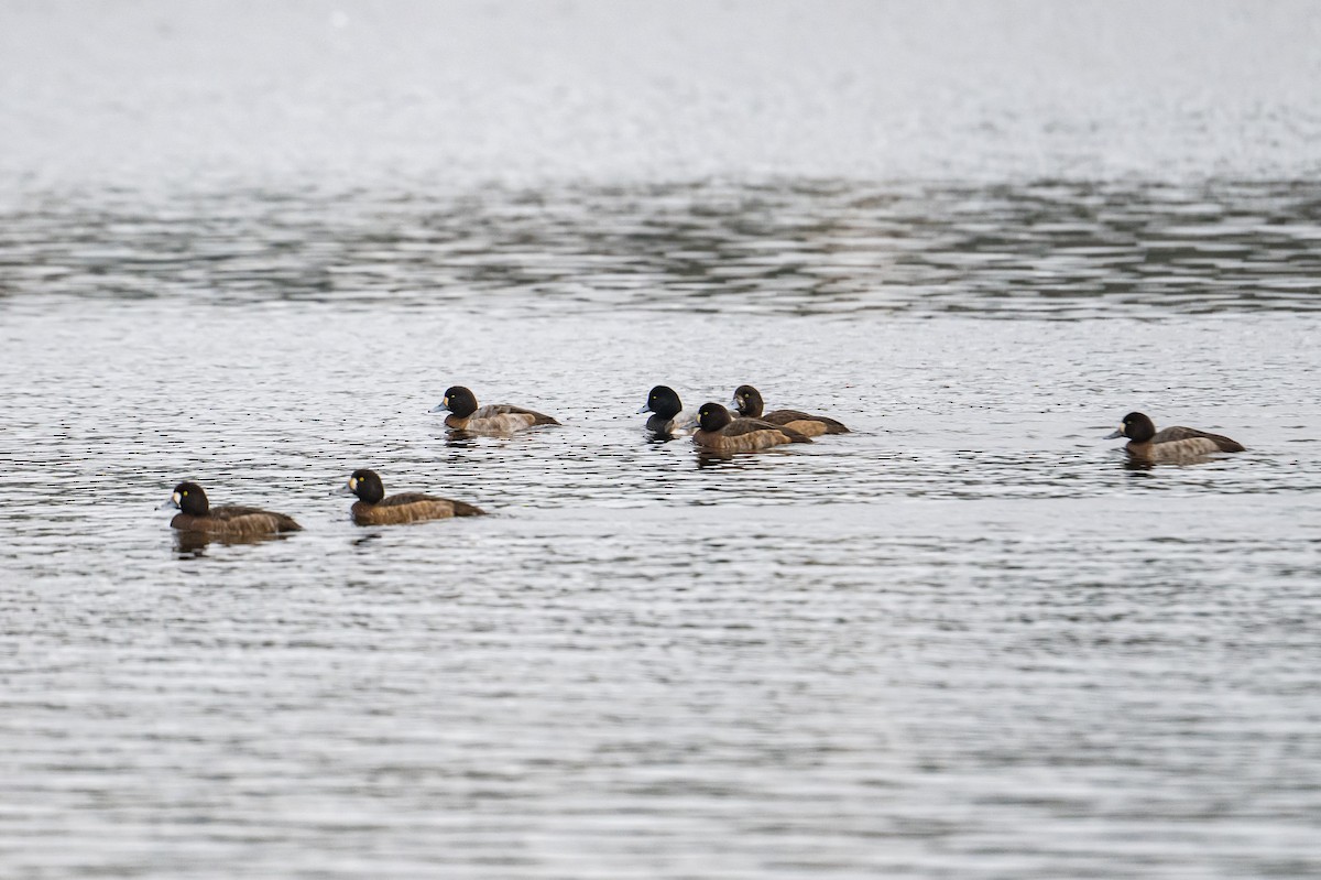 Морская чернеть - ML646185265