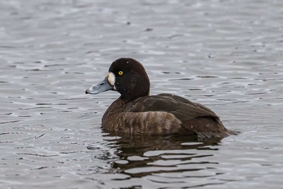 Морская чернеть - ML646185266