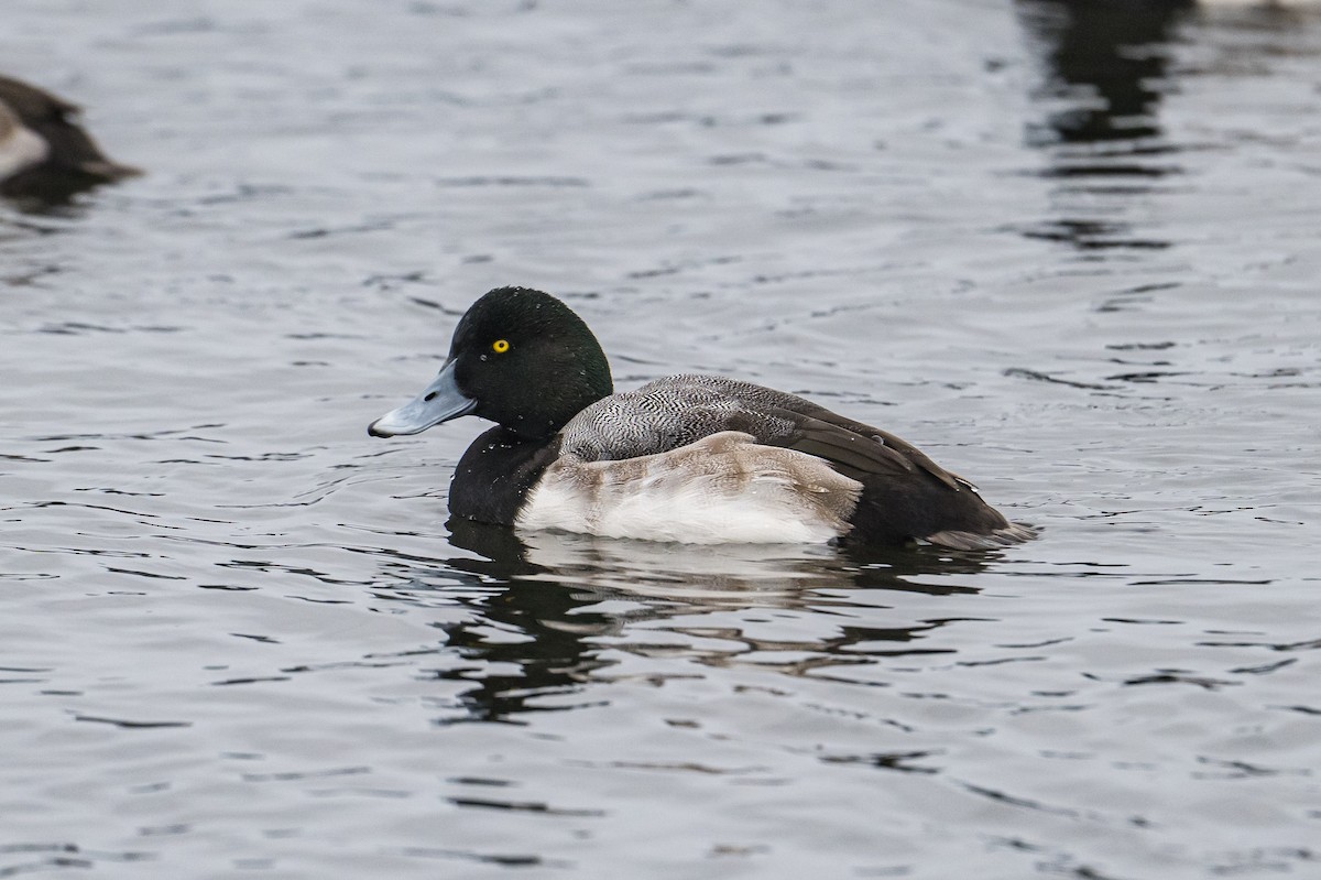 Морская чернеть - ML646185267